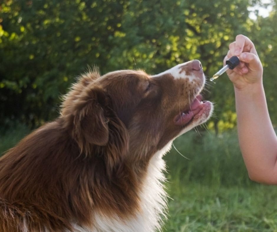 Can Dogs Have Human CBD Drops? Differences Between Human and Pet CBD