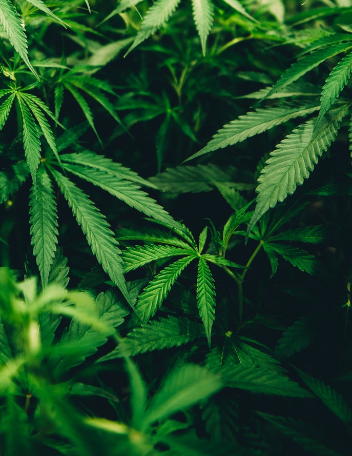 What is the Endocannabinoid System?
